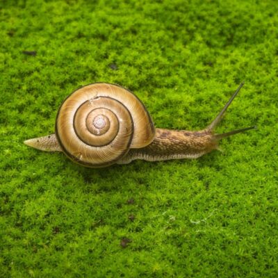 Snail with a spiral shell crawling on green moss