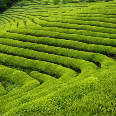 Lush green tea plantations with neatly arranged rows on a hillside