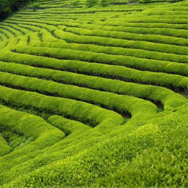 Lush green tea plantations with neatly arranged rows on a hillside