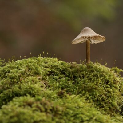 Single mushroom growing on a bed of green moss
