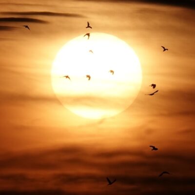 Flock of birds flying in front of a glowing sun at sunset