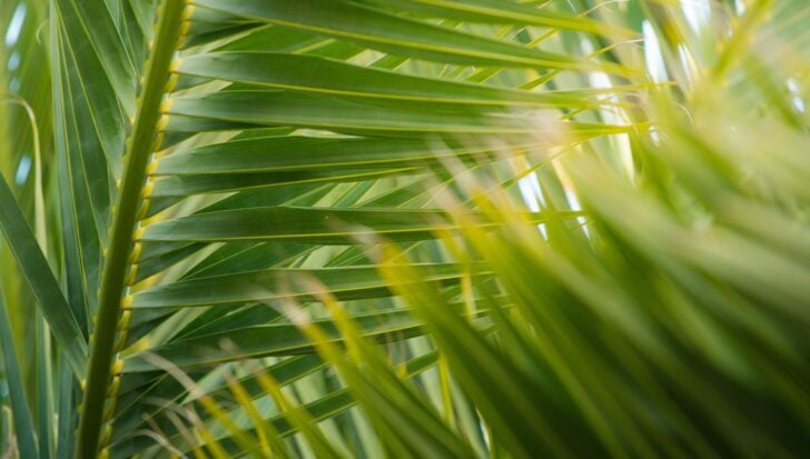 Close-up of palm leaves, used for making ashes for Ash Wednesday