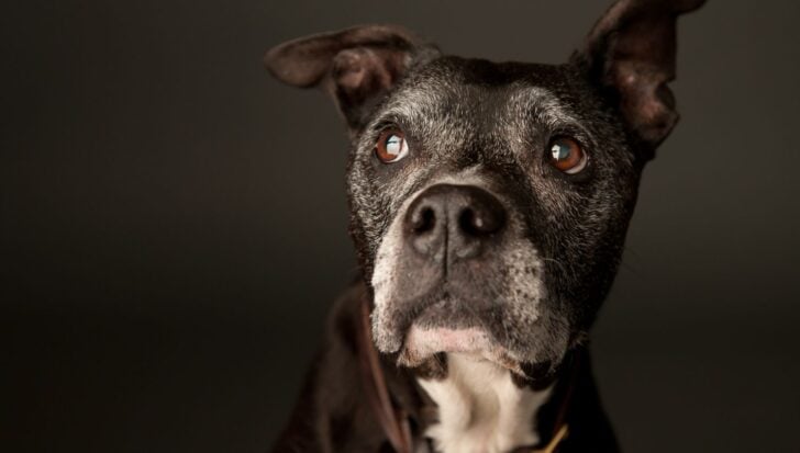 Close-up of a black dog with white fur around its muzzle and attentive expression