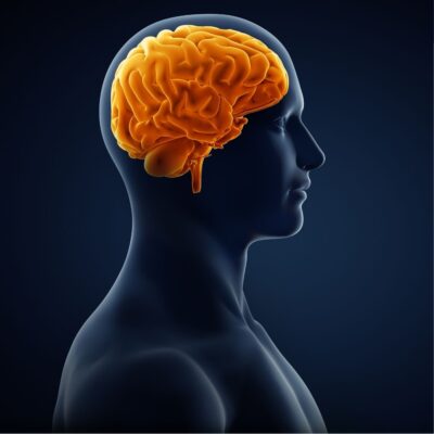 Profile view of a human head with a highlighted orange brain