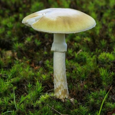 Pale mushroom with a tan cap growing in green moss