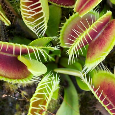 Venus flytrap traps with red interiors and white bristles