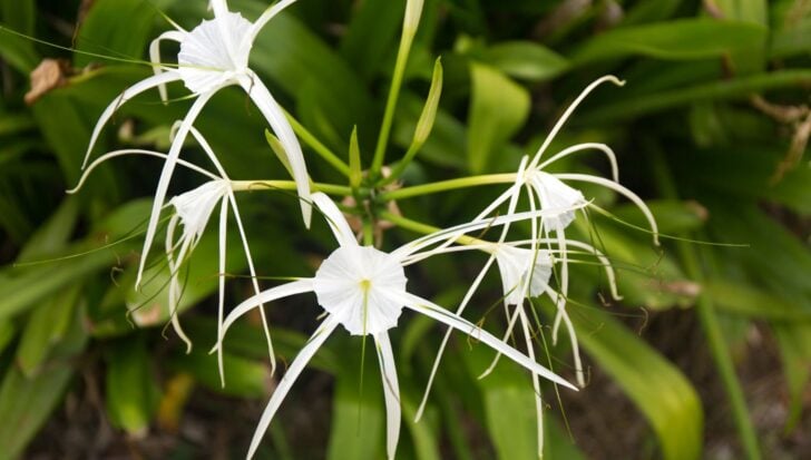 White spider lily flowers with long petals and lush green leaves